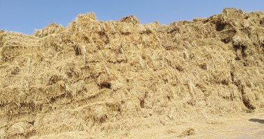 "بدل ما تحرقه استفيد منه".. القليوبية تواجه السحابة السوداء بمنع حرق قش الأرز.. مدير الزراعة: مركز تجميع بالقناطر الخيرية يستقبل جميع المزارعين.. ويؤكد: 6127 فدانا مزروعة بالأرز بالمخالفة بالمحافظة.. صور