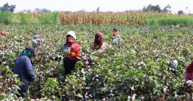 الذهب الأبيض يعود ليتألق.. بهجة الحصاد تملأ حقول القطن فى القليوبية