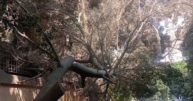 الجيزة تزيل شجرة مائلة بالعجوزة قبل سقوطها حفاظا على سلامة المواطنين.. صور