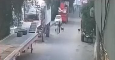 كلاب تهاجم أما وطفلها والعناية الإلهية تنقذهما فى قنا.. فيديو