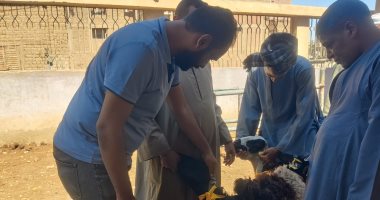 الطب البيطري بسوهاج: تسليم 120 رأس أغنام للمستفيدين بقرى مركز المراغة
