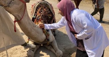 قافلة بيطرية مجانية لعلاج الخيول والجمال فى نزلة السمان.. صور