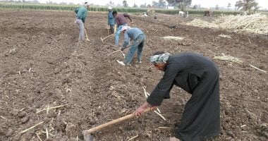 استعدادات مبكرة بالأقصر لموسم قصب السكر.. أهم محصول زراعى في الجنوب.. تشكل لجنة لتجهيز وتنظيم الطرق المؤدية لجرارات نقل المحصول إلى المصنع وتحديد طرق الدخول والخروج لخدمة الجميع بكل سلاسة.. صور