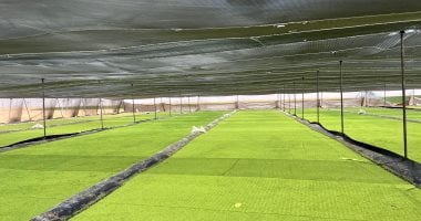 الوادى الجديد تنجح فى إنتاج البروتين الأخضر كأغنى مصدر حيوى بالقيمة الغذائية.. طحالب الأزولا أرخص علف حيوانى وداجنى يدعم احتياجات الماشية والدواجن بنسبة 40% بأقل تكلفة وُيزرع مرة مستديمة بإنتاجية مضاعفة.. صور