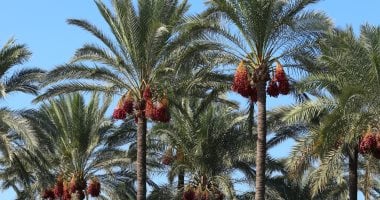 طقس معتدل بكفر الشيخ وانتظام حركة الصيد الثلاثاء 14 أكتوبر 2025