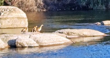 مراقبة الطيور المهاجرة على الخريطة السياحية الجديدة جنوب مصر.. مهتمون بالحياة البرية ينظمون رحلات نيلية لمشاهدة الأنواع الفريدة.. ويؤكدون: أسوان محطة رئيسية لرحلة مليار طائر سنويًا من أوروبا إلى أفريقيا.. صور