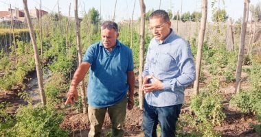 من الطماطم السوداء إلى الشاى الأزرق.. مهندس بالبحيرة يبتكر طرق جديدة لزراعة النباتات الاستوائية لأول مرة فى مصر.. المهندس عادل عتيق: الزراعة فى دمى.. وأهم لحظة فى حياتى لما أقدر أزرع نباتات جديدة.. فيديو وصور