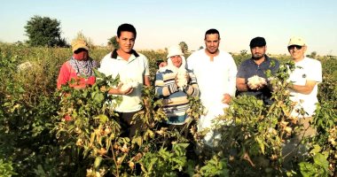 نورت يا قطن النيل.. افتتاح موسم جنى الذهب الأبيض فى مركز الفرافرة ومعدلاته مبشرة