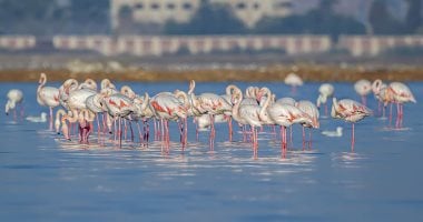 الاحتفال باليوم العالمى للطيور المهاجرة.. طائر أبو منجل يحلق فى سماء أسيوط والبيئة تزيل 18 ألف متر شباك مخالفة.. ومحمية أشتوم الجميل تتألق بتسجيل أكثر من 233 نوعا.. والقائمة الحمراء لليونسكو تضم 2 مليون نوع