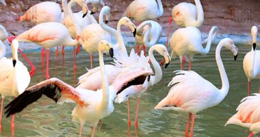 طائر الفلامنجو