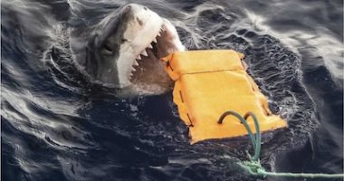 تطوير بدلات غوص تحمى من مهاجمة أسماك القرش