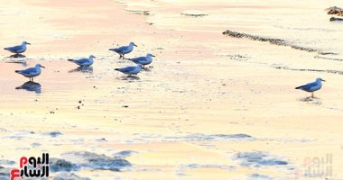 أسراب الطيور المهاجرة ترسم لوحاتها فوق مياه بحيرة قارون