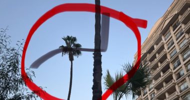 محافظة الإسكندرية: إزالة النخيل بطريق الحرية لتعارضها مع مسار التوسعة وزراعة بدائل