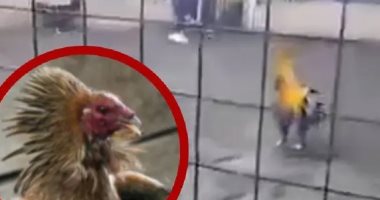 ديك يقتل صاحبه فى مصارعة ببيرو ويشعل الجدل على مواقع التواصل.. فيديو 