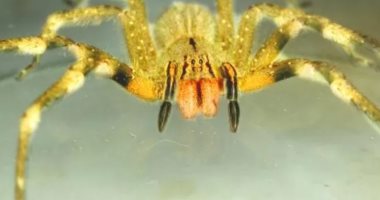 الأكثر سمية فى العالم.. عنكبوت يختبأ فى شحنات الموز ويسبب الرعب فى الأرجنتين