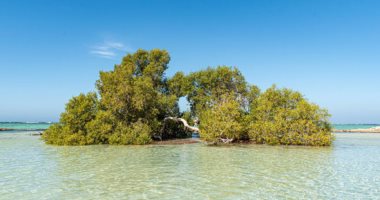 Al-Qulaan – ukryty raj w sercu rezerwatu Wadi al‑Dżamal nad Morzem Czerwonym