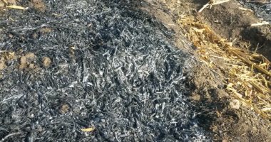 تحرير 146 محضر حرق قش أرز بمحافظة الشرقية