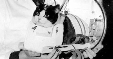 من قطة شوارع لرائدة فضاء.. تعرف على قصة إطلاق "فيليسيت" 130 ميلا فوق الأرض