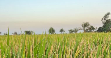 زراعة الأرز البسمتى للمرة الأولى فى أراضى شمال محافظة الدقهلية.. فيديو