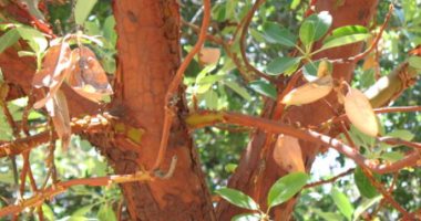 شجرة القُطلب.. سرّ نبات يغيّر لونه ويثمر فى غير أوانه.. تغير جذورها كل عام وثمارها أشواك تتكاثر بعد الجفاف.. وتزدهر فى الخريف وفاكهتها تشبه التوت بطعم المشمش وتسمى شجرة الفراولة.. وغذاء للطيور والدببة والغزلان