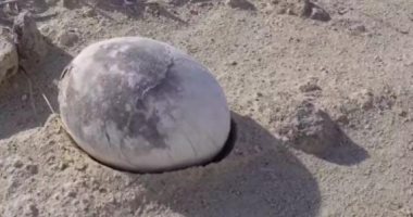 بيضة ديناصور شبه سليمة تدهش العلماء فى الأرجنتين.. عمرها 70 مليون عام