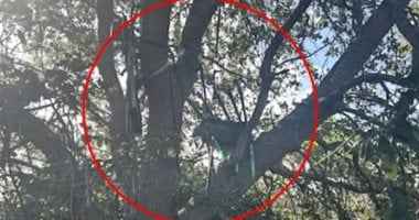 نيوز برو : 
                                            رصاصة فى الانتظار.. أول صورة لمنصة قنص على طريق طائرة ترامب تثير الذعر
                                        