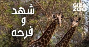 كم زرافة فى حديقة الحيوان الآن؟ متحدث التحالف الوطنى يجيب