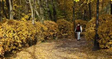 الأشجار الذهبية تخطف الأنظار.. فصل الخريف يزين حدائق روسيا 