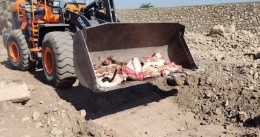 بيطرى الأقصر يعدم عجلا وزنه نصف طن لإصابته بالصفراء وتضخم الطحال.. صور
