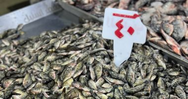 يبدأ من 40 جنيها أسعار الأسماك بأسواق دمياط اليوم.. السردين الأكثر تداولا