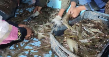 الخير قادم.. نجاح حصاد أحواض الاستزراع البحثية للجمبرى بمحطة المكس