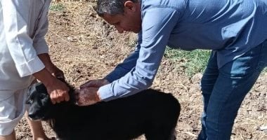 الطب البيطرى بالغردقة ينظم حملات لتعقيم وتحصين الكلاب الضالة لحماية المواطنين