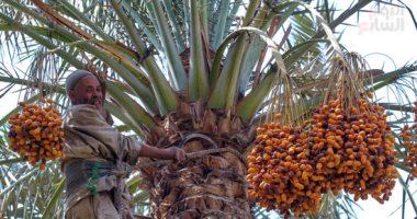 موسم حصاد البلح يودع الغيطان