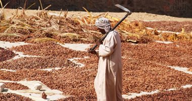 من قلب أسوان.. "مناشر البلح" تروي حكاية موسم جني التمور