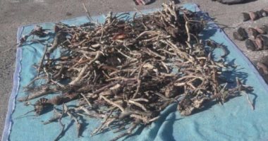 البلاك كورال شعاب نادرة تنمو فى قاع البحر الأحمر على مسافة 40 مترا.. تعرف بشعاب اليسر وتستخدم فى صناعة الأحجار الكريمة المرصعة بالذهب والفضة.. تنمو ببطء ويحظر لمسها حفاظا على البيئة.. صور