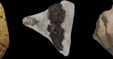 العثور على علكة عمرها 6 آلاف عام فى منطقة جبال الألب تثير حيرة العلماء