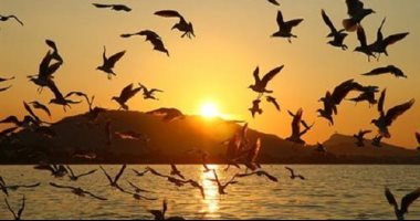 إزالة 5 آلاف متر شباك مخالفة لصيد الطيور المهاجرة ومصادرة 7 مناصب بكفر الشيخ