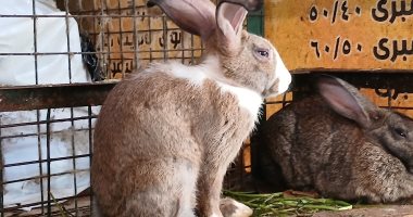 أسعار الأرانب والبط البلدى فى أسواق الإسكندرية اليوم السبت 2025/10/25
