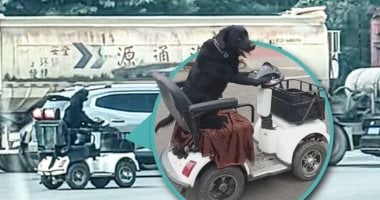 كلب يقود سكوتر كهربائي فى الصين بعد تدريبه شهرا.. وشرطي يتدخل.. فيديو