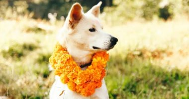 كوكور تيهار مهرجان نيبالى لتكريم الكلاب وتدليلها والإشادة بروحها النبيلة