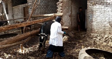 تحصين 109 ألف حيوان بالحملة القومية ضد الحمى القلاعية والوادي المتصدع بالأقصر