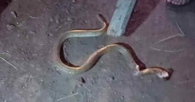 أهالي كفر الشراقوة بسمنود يقتلون كوبرا بطول 2م بالغربية