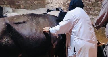 محافظ الدقهلية تحصين 17348 رأس ماشية فى الحملة القومية الثالثة