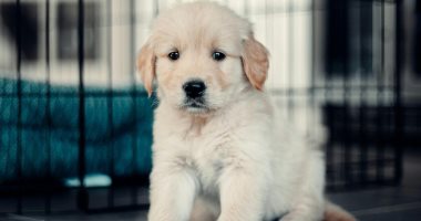 محكمة العدل الأوروبية تقضي باعتبار الحيوانات الأليفة أمتعة على متن الطائرات