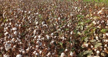 9200 جنيه سعر القنطار فى أول مزاد للقطن بالوجه البحرى.. اعرف التفاصيل