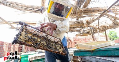 صورة اليوم.. حصاد "الذهب السائل" فى مناحل عسل العياط 