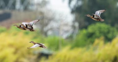 رحلة الطيور المهاجرة تصل الصين للاستمتاع بفصل الشتاء