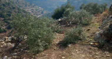 تعتبرها عدوا وتهاجمها.. أسرار استهداف الاحتلال شجر الزيتون الفلسطينى