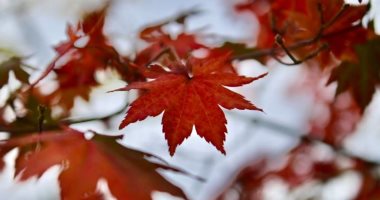 فصل الخريف يرسم لوحات بديعة على حدائق ومتنزهات الصين