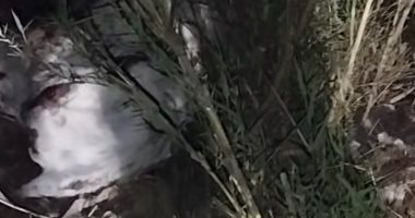 لجنة عاجلة من الطب البيطري ومباحث التموين بالغربية لفحص بلاغ ذبح حمير